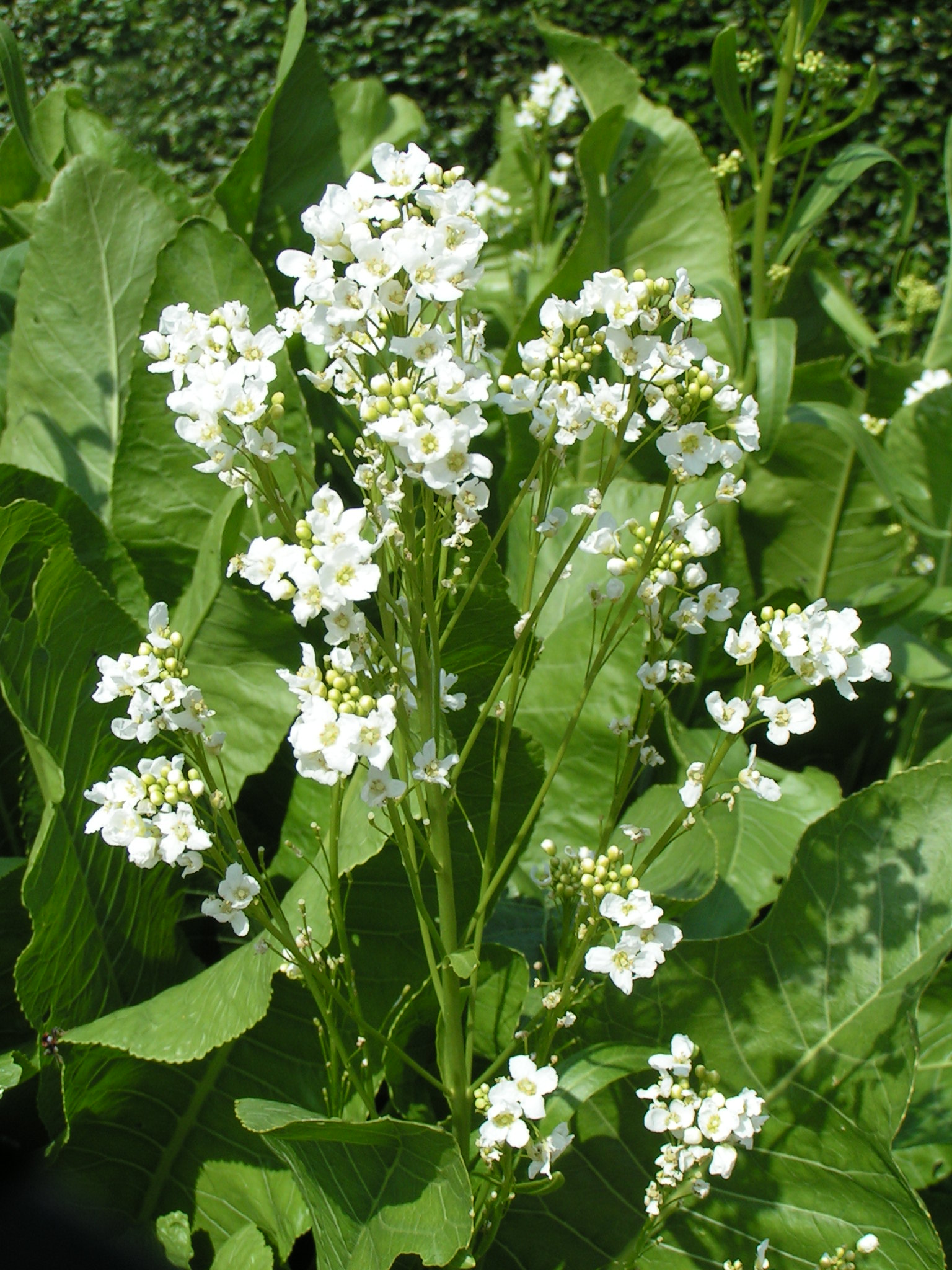 Křen selský