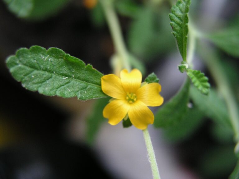 Pastala rozprostřená Pastala rozprostřená (Turnera diffusa)