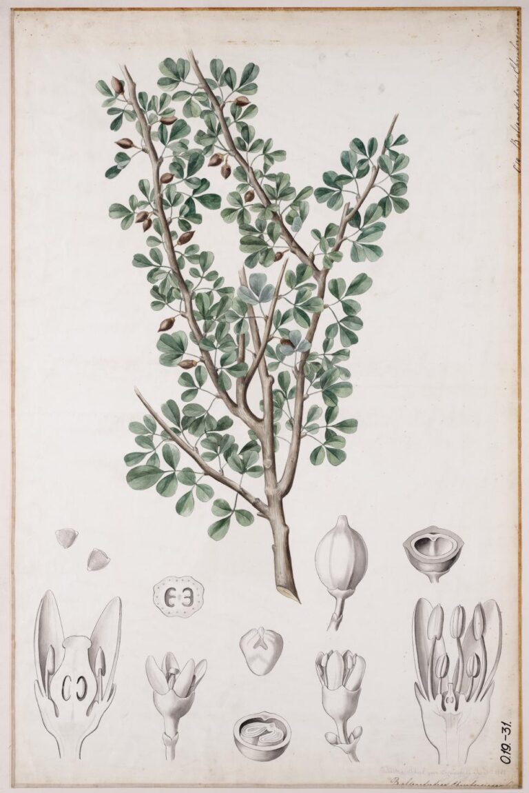 Balzám gileadenský (Commiphora gileadensis)