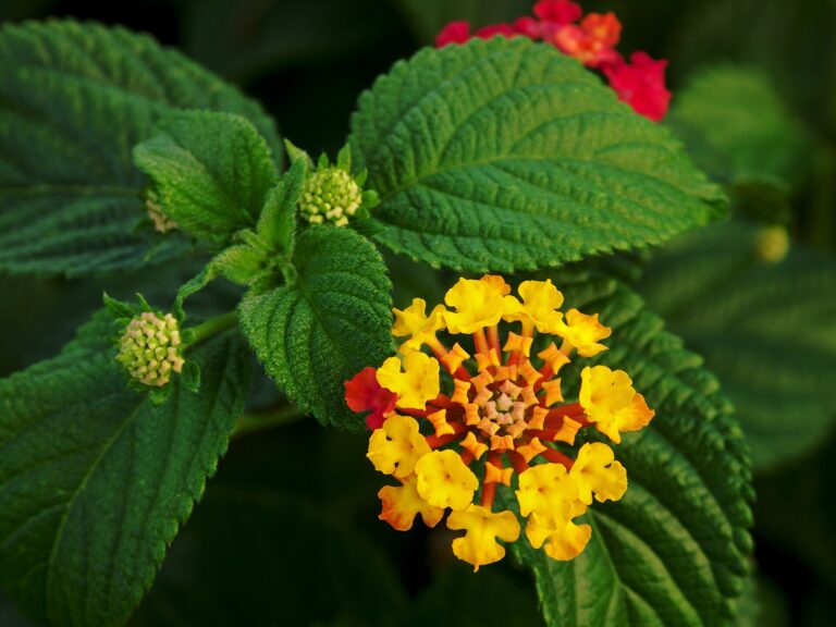 Libora měňavá (Lantana camara)