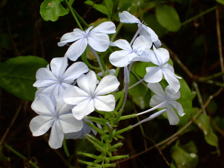 Olověnec ouškatý (Plumbago auriculata)