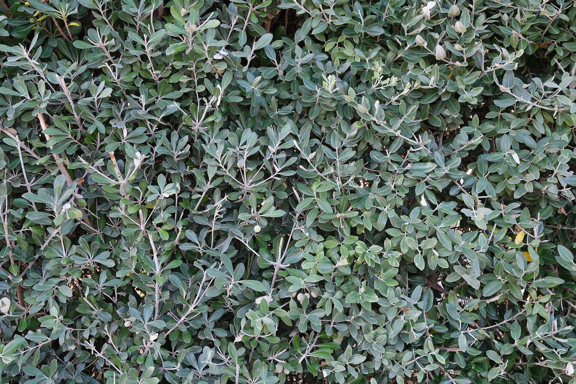 Slizoplod