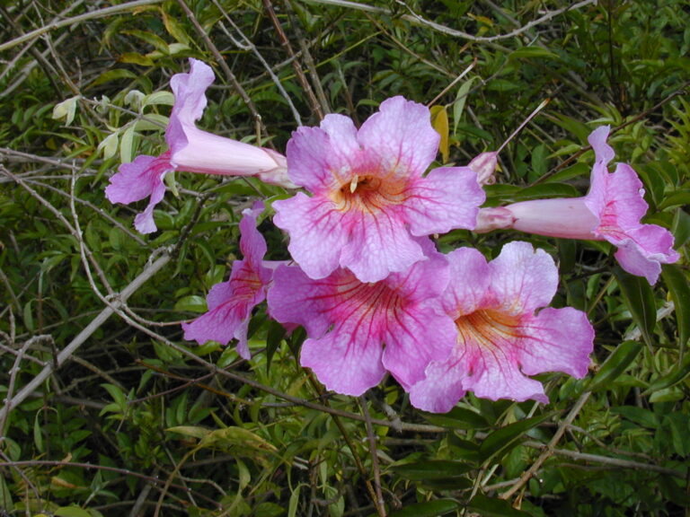 Podranea (Podranea ricasoliana)