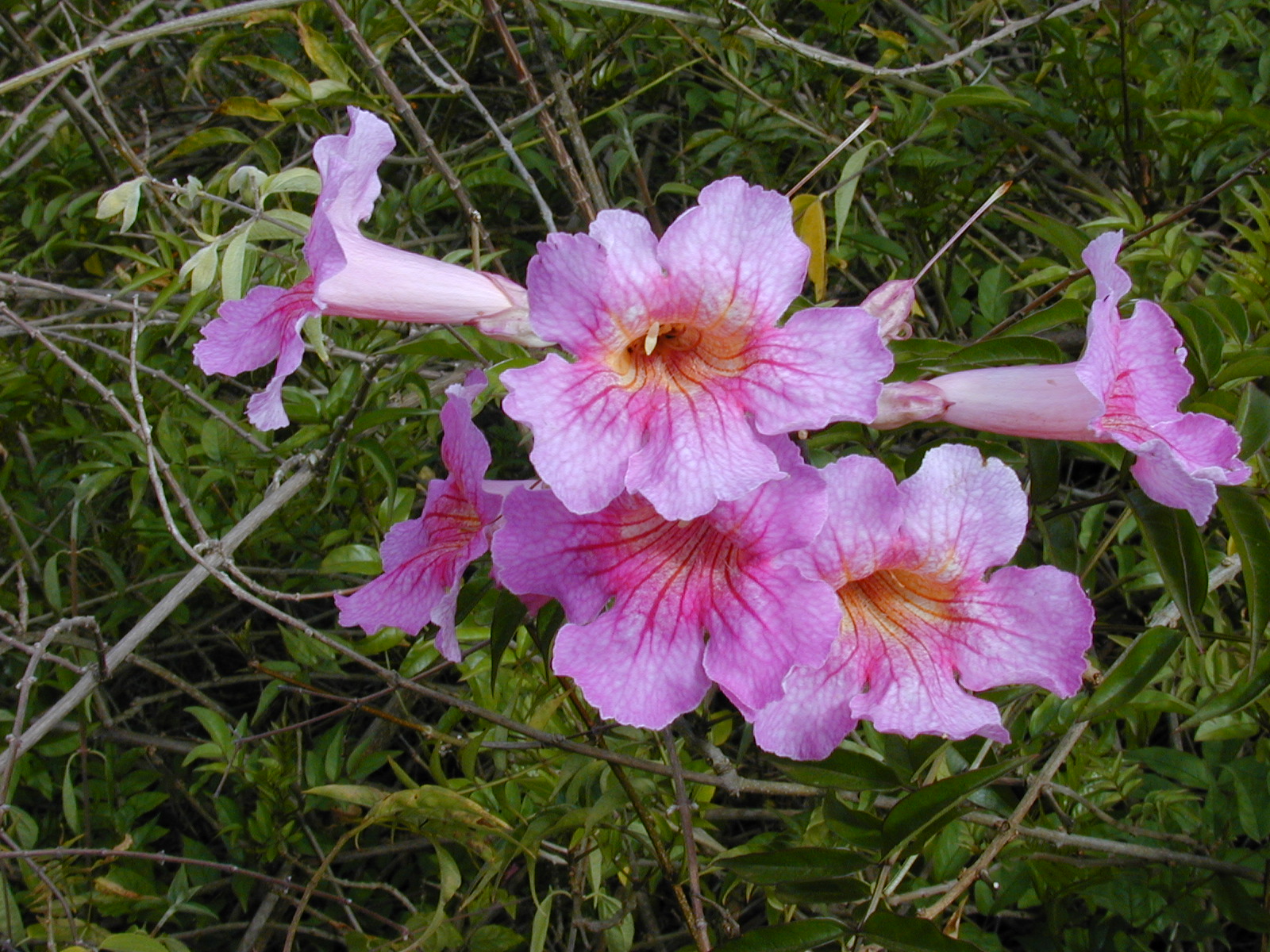 Podranea