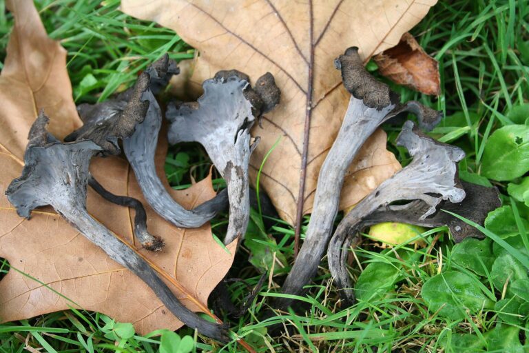 Stroček trubkovitý (Craterellus cornucopioides)