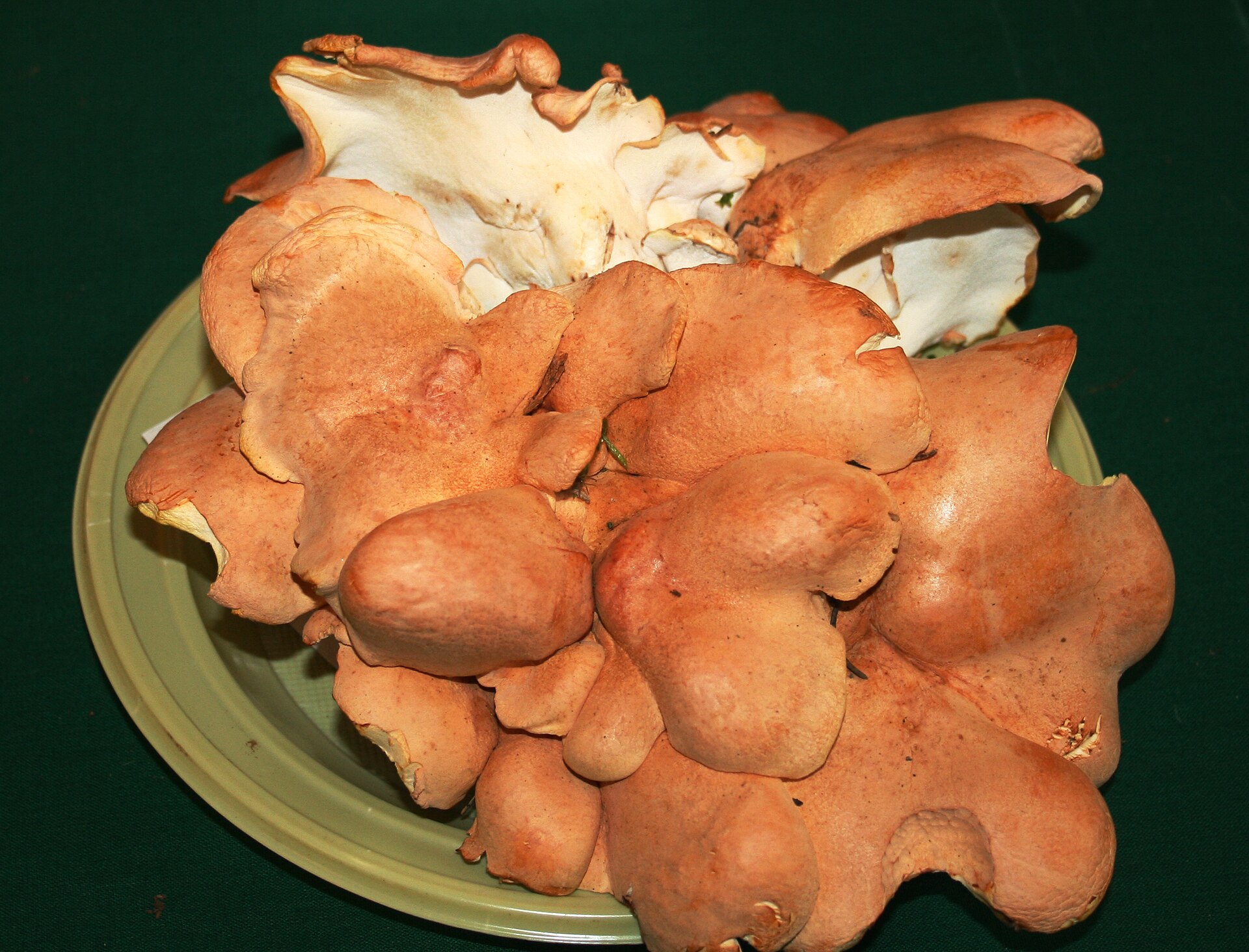 Krásnopórka žemlička
