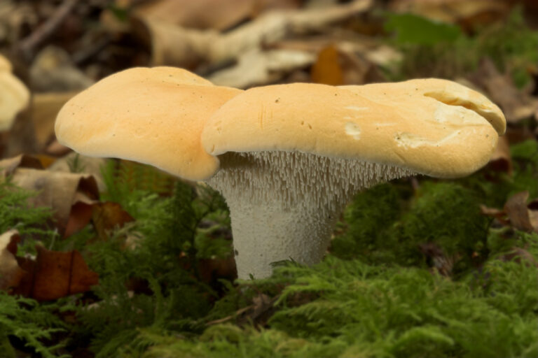 Lišák zprohýbaný Lišák zprohýbaný (Hydnum repandum)