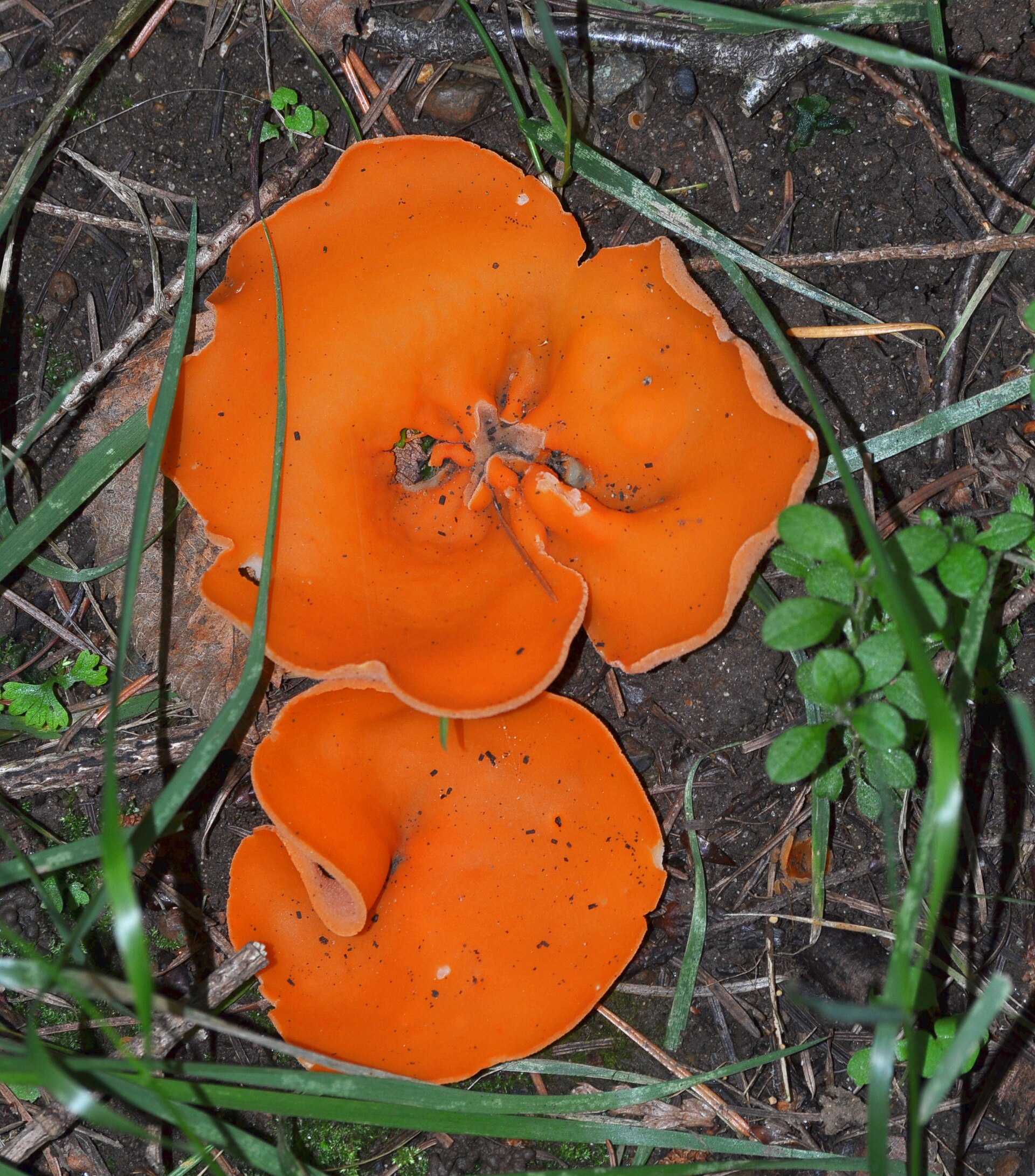 Mísenka oranžová