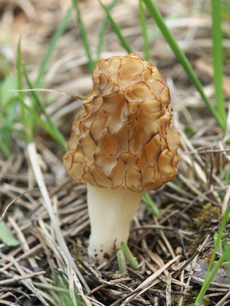 Smrž obecný (Morchella esculenta)