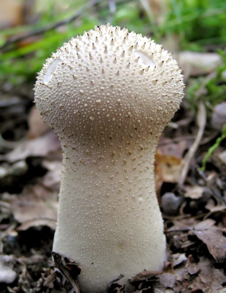 Pýchavka obecná (Lycoperdon perlatum)