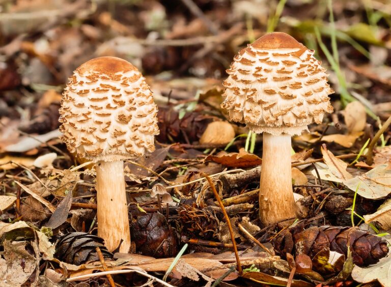 Bedla červenající (Chlorophyllum rhacodes)