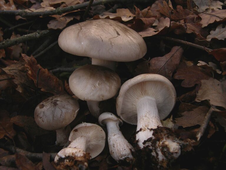 Strmělka mlženka (Clitocybe nebularis)
