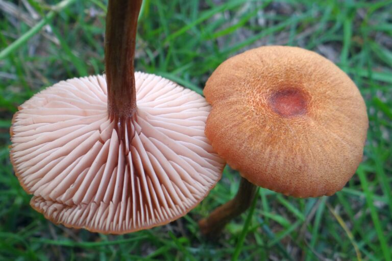 Lakovka laková (Laccaria laccata)