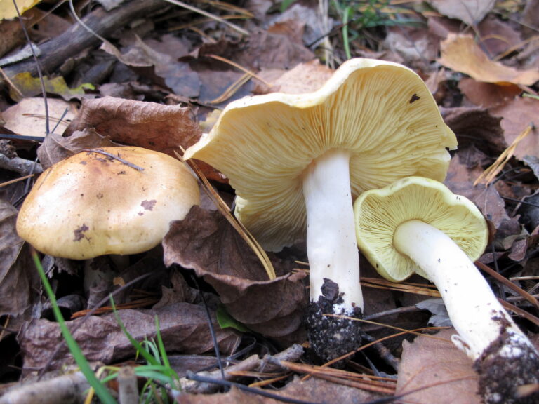 Čirůvka zelánka (Tricholoma equestre)