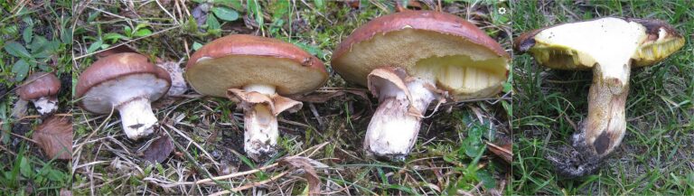 Klouzek obecný (Suillus luteus)