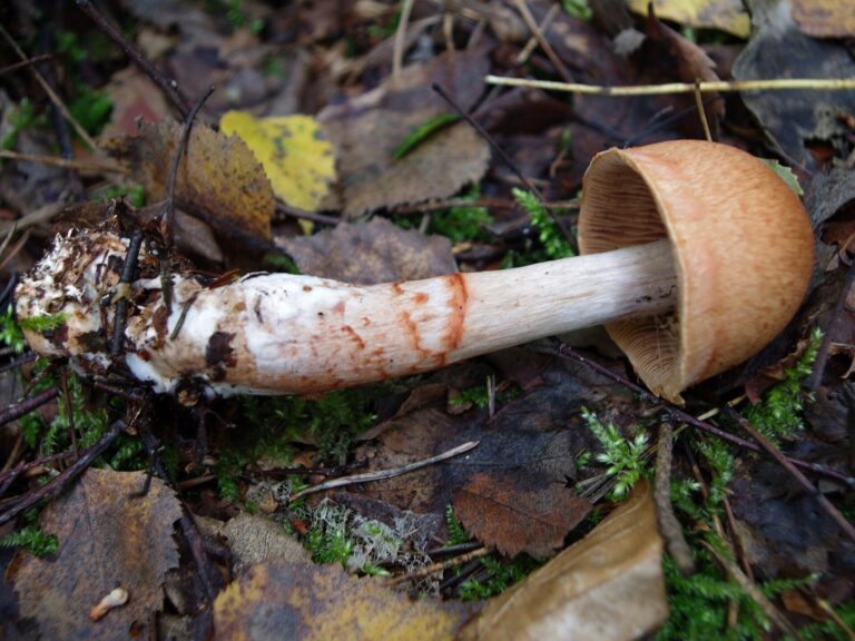 Pavučinec náramkovitý (Cortinarius armillatus)