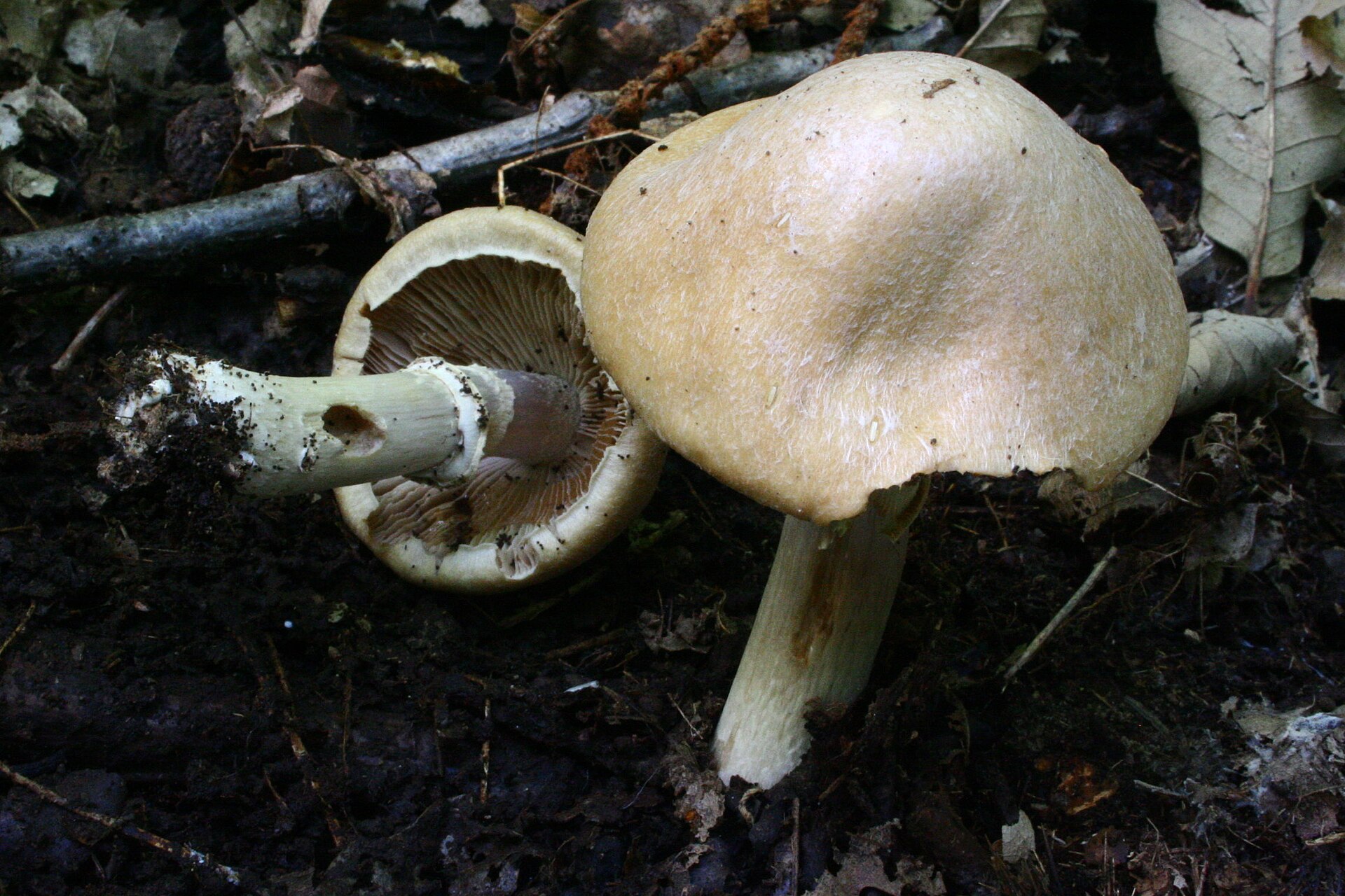 Sluka svraskalá