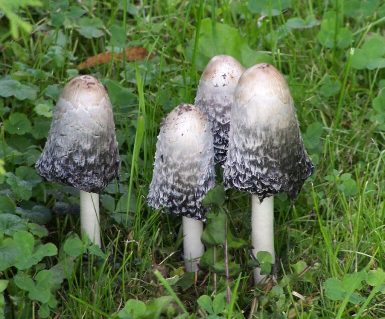 Hnojník obecný (Coprinus comatus)