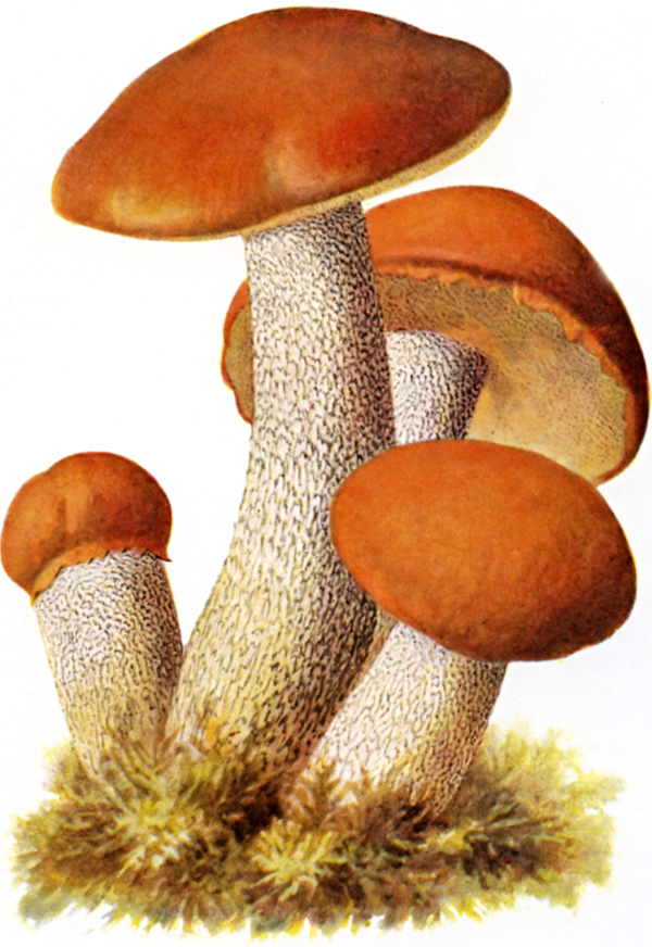 Křemenáč osikový