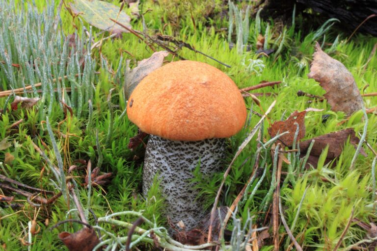 Křemenáč březový (Leccinum versipelle)