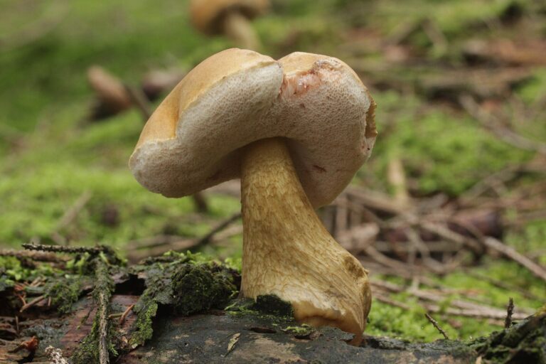 Hřib žlučový (Tylopilus felleus)