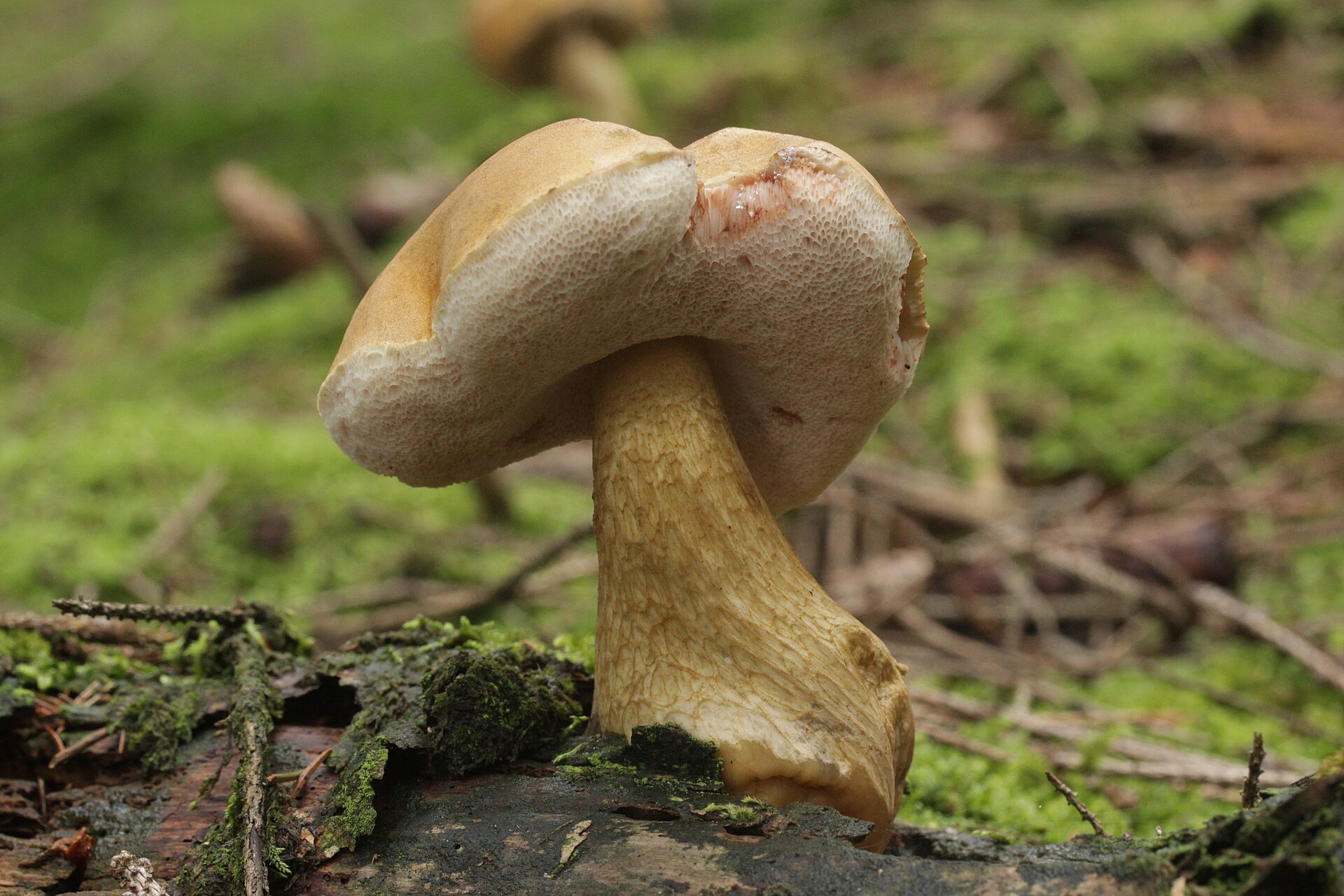 Hřib žlučový