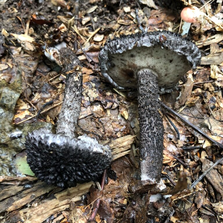 Šiškovec šiškovitý (Strobilomyces strobilaceus)