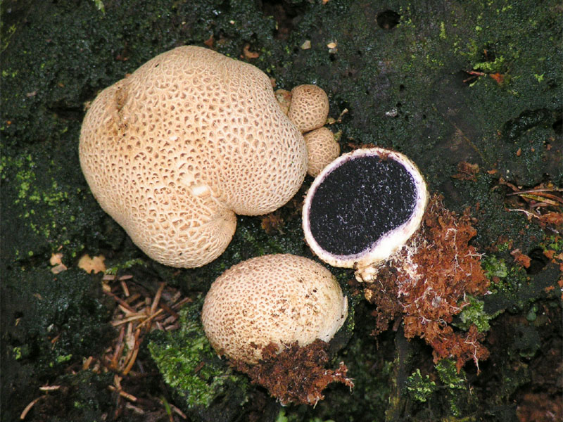 Pestřec obecný