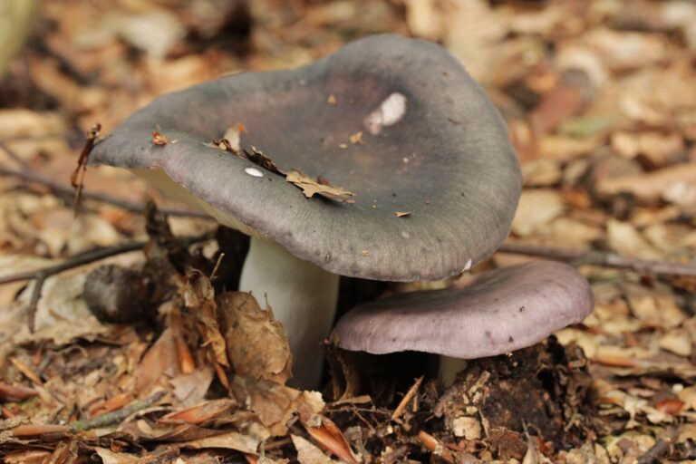 Holubinka namodralá (Russula cyanoxantha)