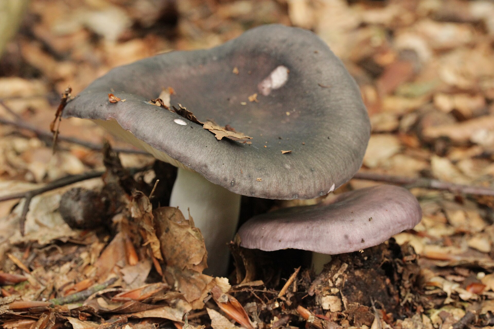 Holubinka namodralá