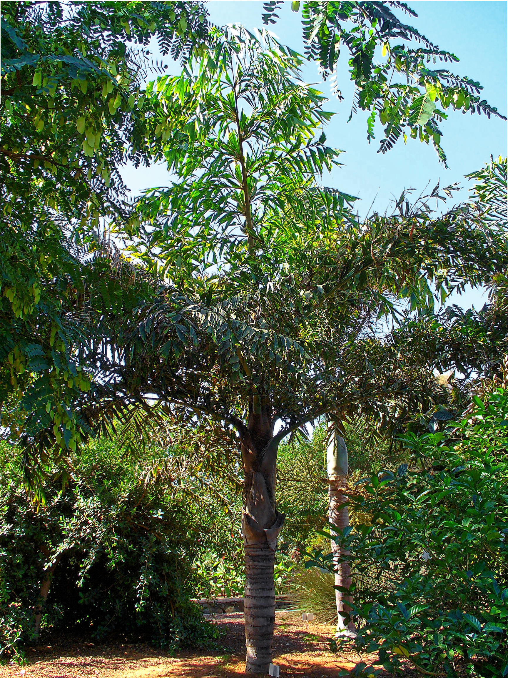 Palma pálivka