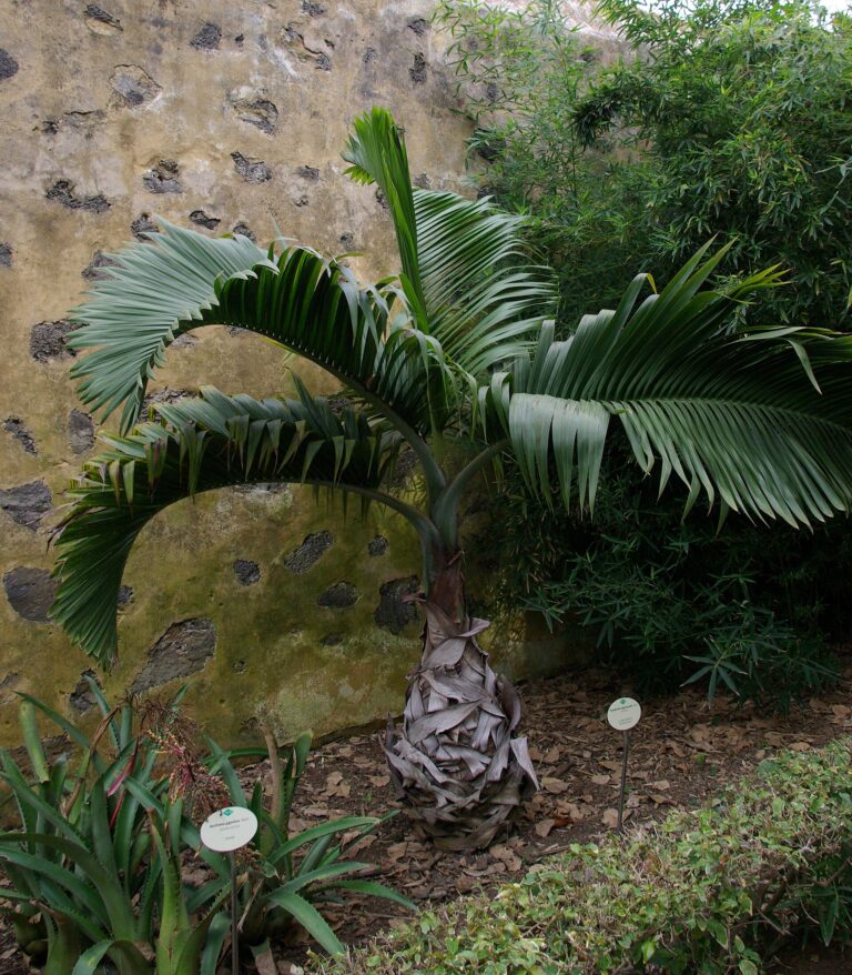 Palma lahvicovitá (Hyophorbe lagenicaulis)
