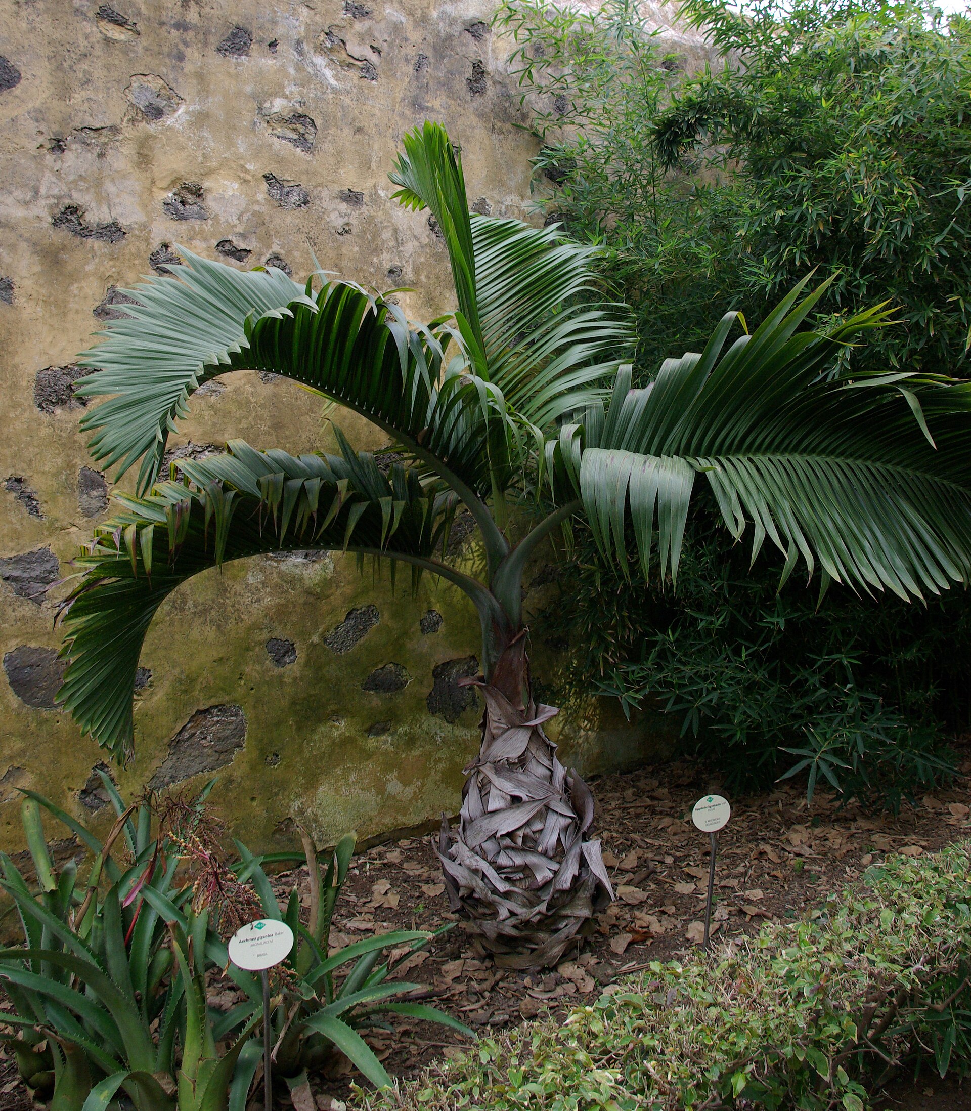 Palma lahvicovitá
