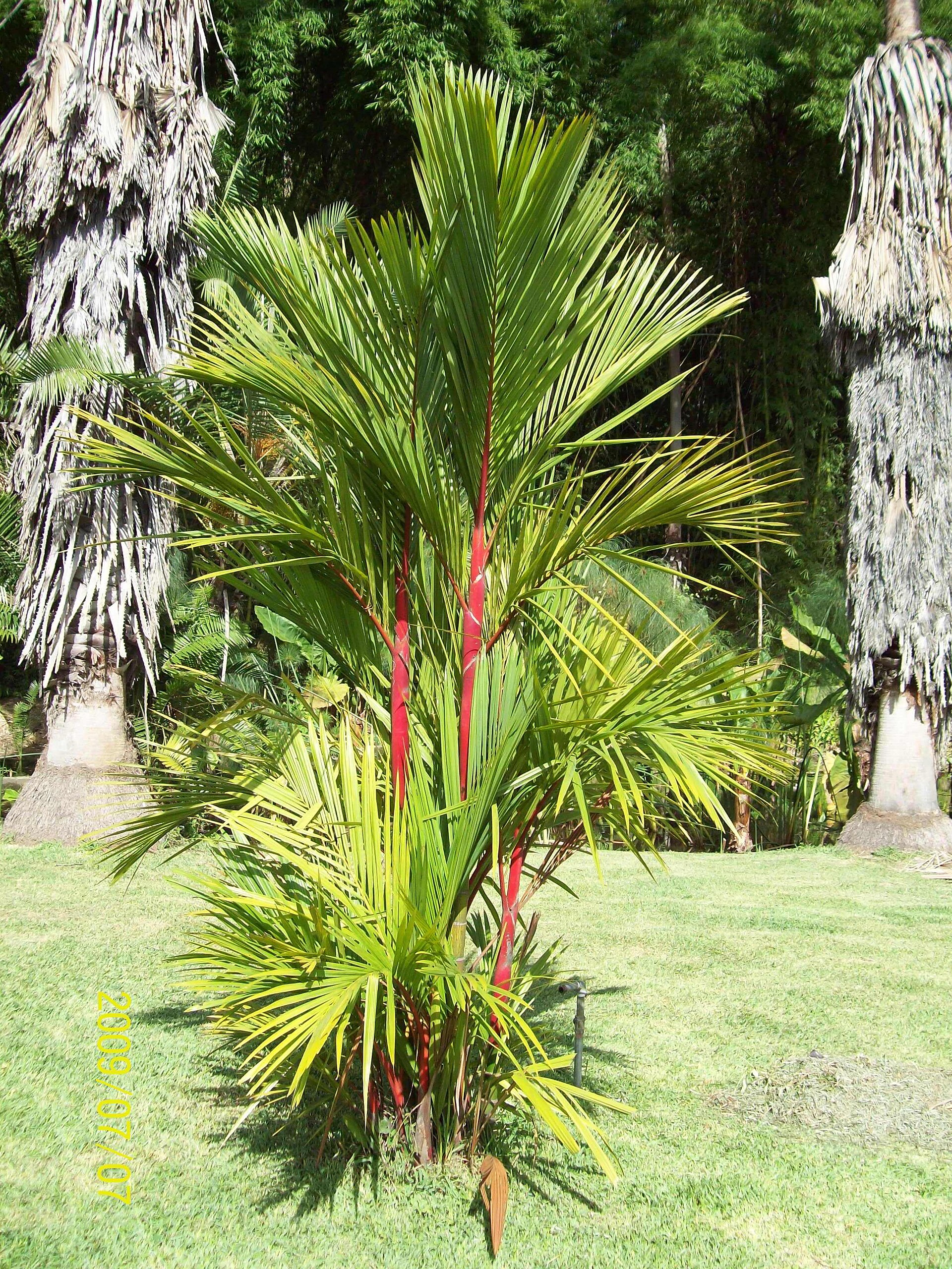 Palma renda