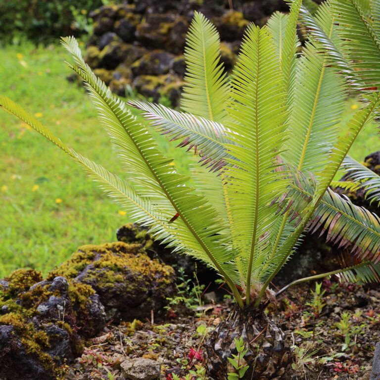 Dioon mexický Dioon mexický (Dioon edule)