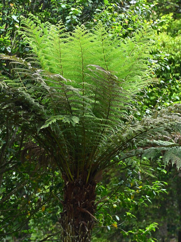 Dicksonie antarktická (Dicksonia antarctica)
