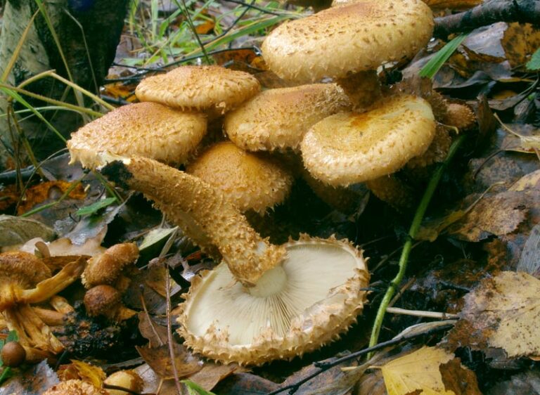 Šupinovka kostrbatá (Pholiota squarrosa)