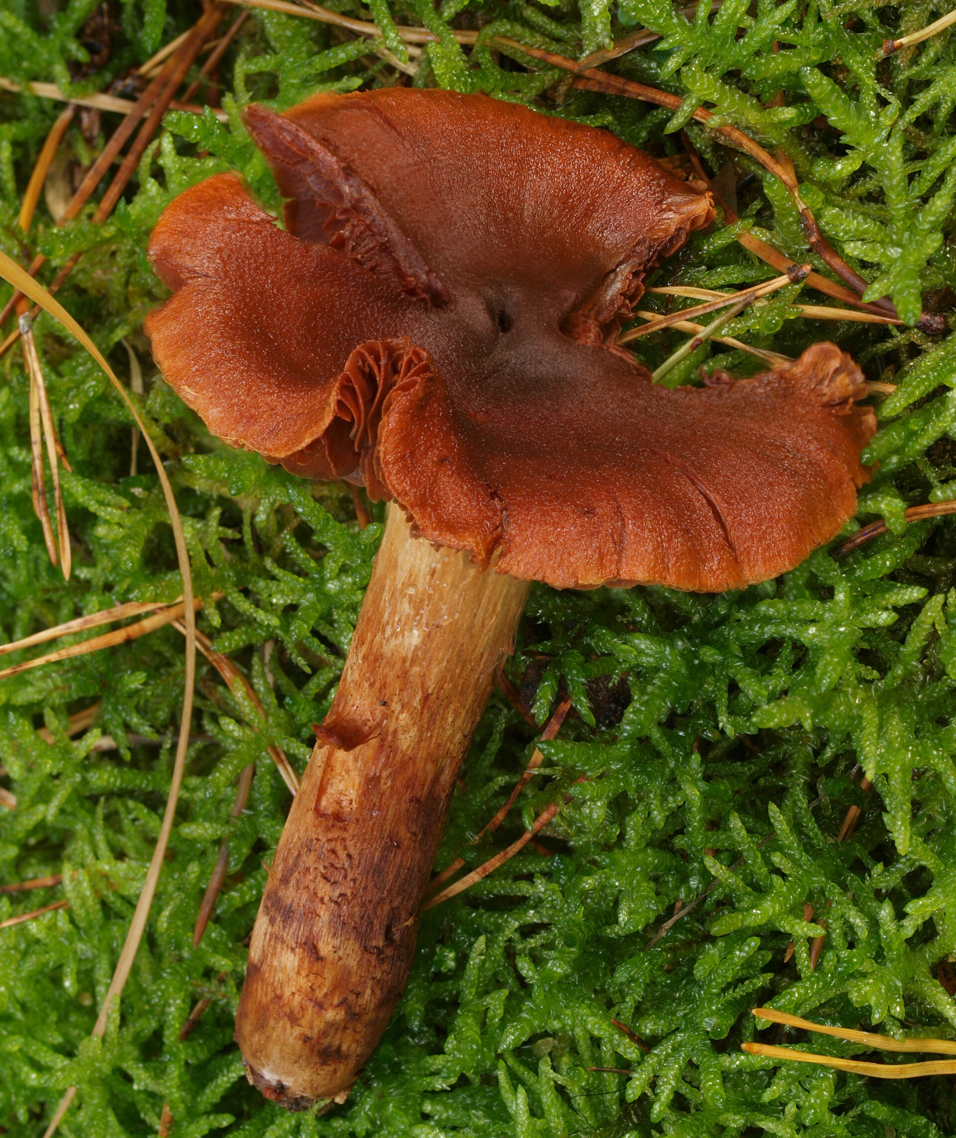 Pavučinec plyšový