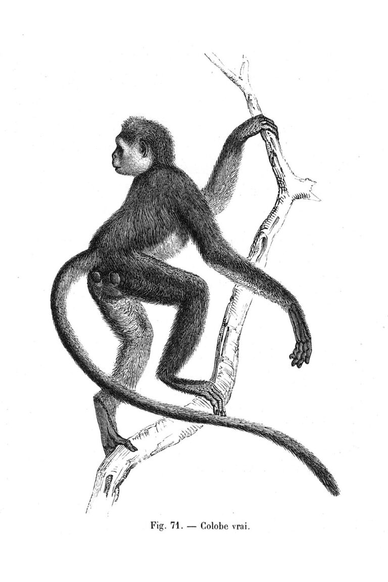 Gueréza zelená (Procolobus verus)