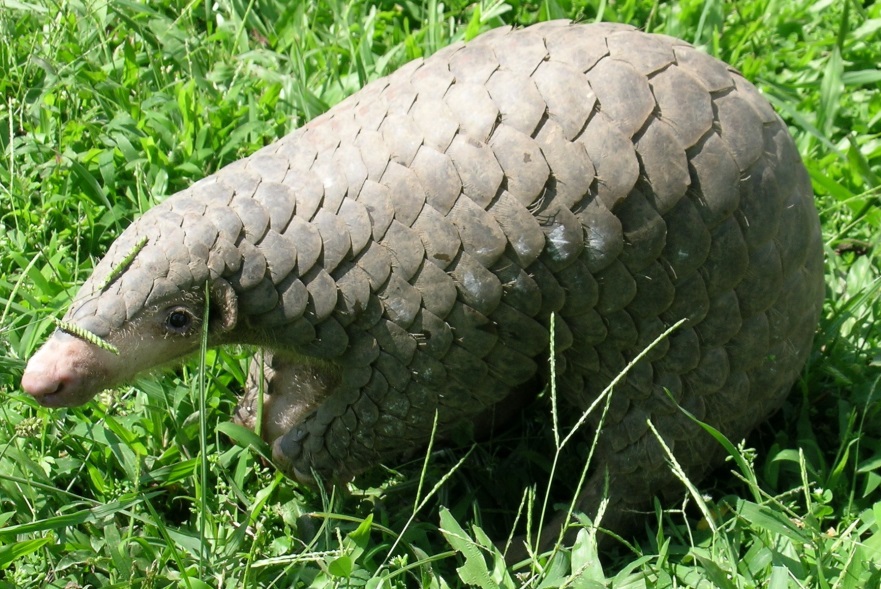 Luskoun krátkoocasý