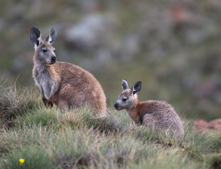 Klokan horský centrální Klokan horský centrální (Macropus robustus erubescens)