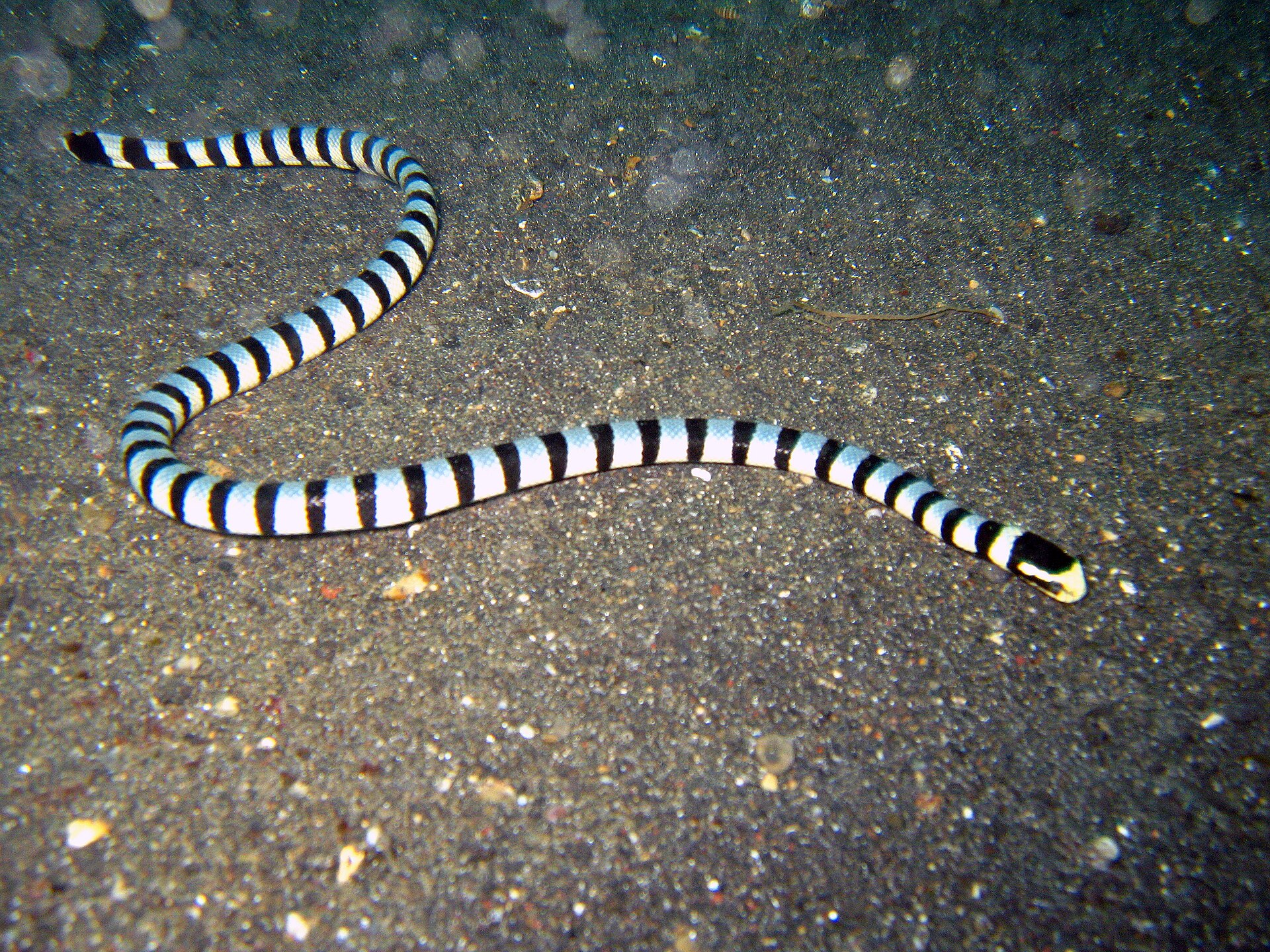 Vlnožil užovkový