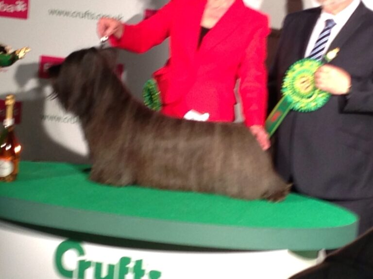 Skye terrier