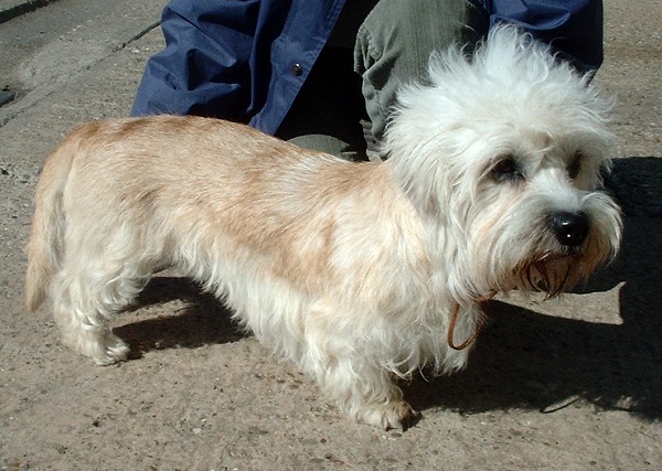 Dandie dinmont teriér