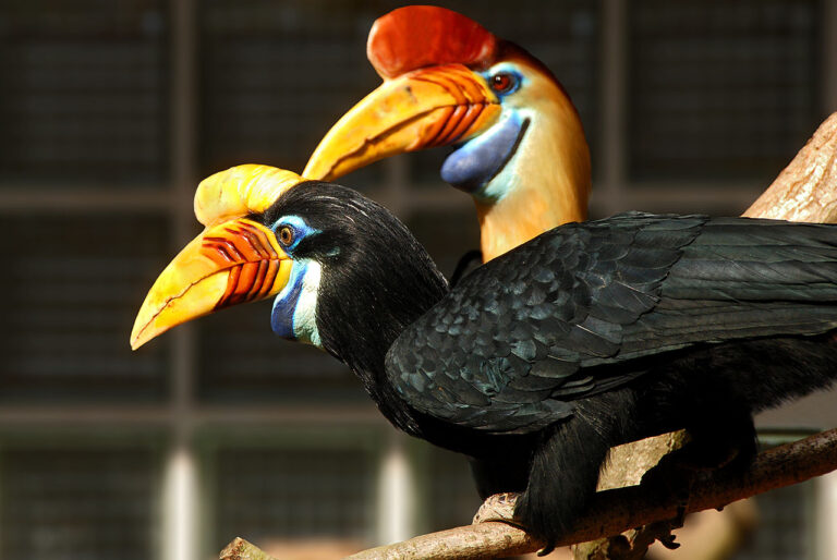 Zoborožec přílbový (Aceros cassidix)
