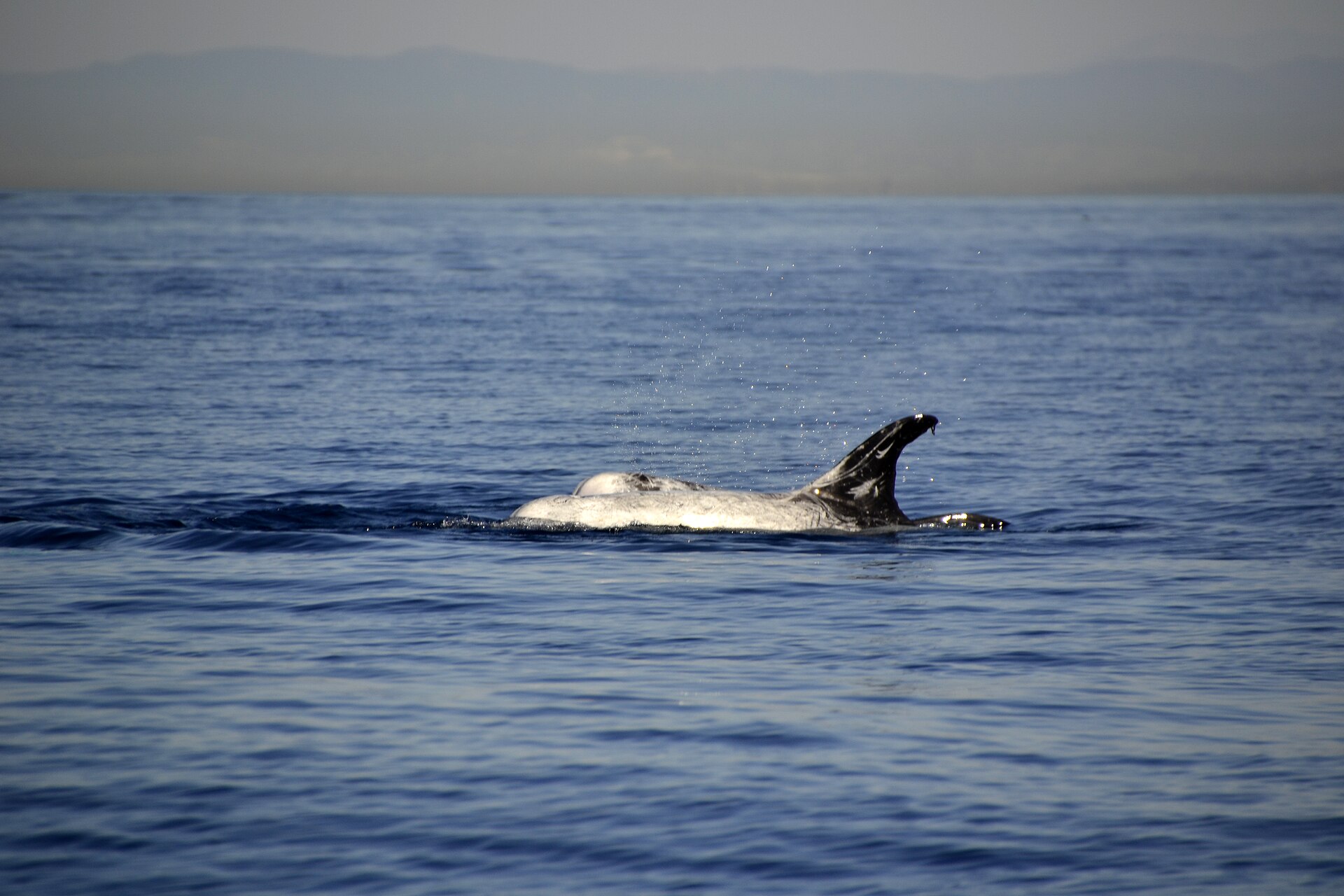 Plískavice šedá