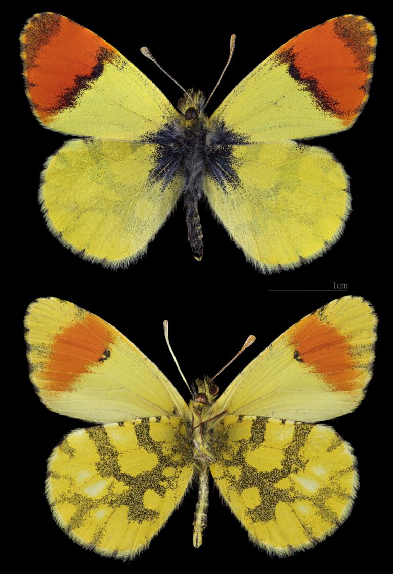 Bělásek pestrý (Anthocharis belia)