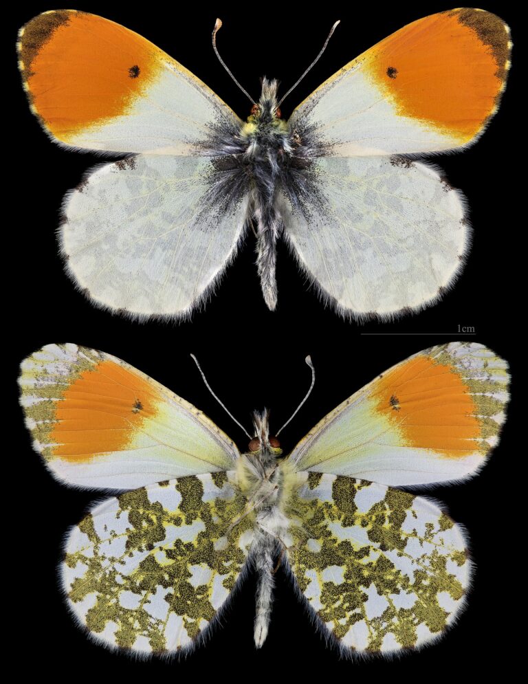 Bělásek řeřichový (Anthocharis cardamines)