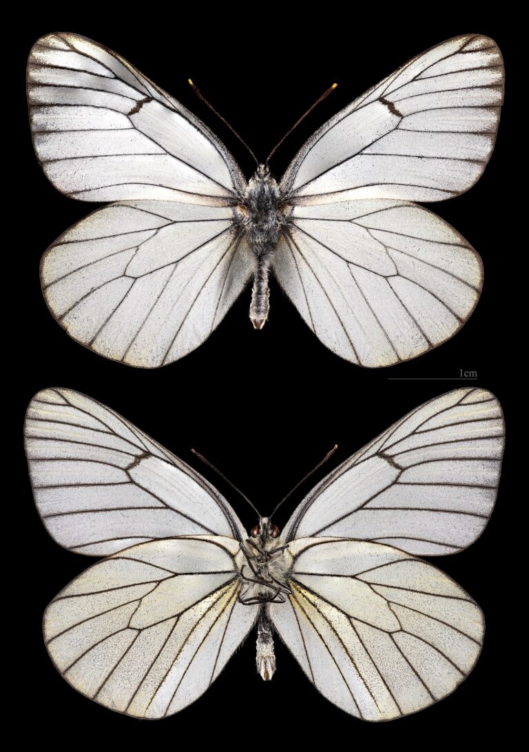Bělásek ovocný (Aporia crataegi)