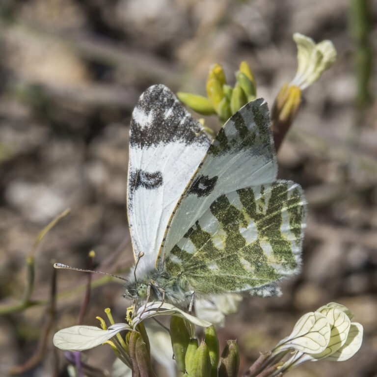 Bělásek pruhovaný (Euchloe belemia)